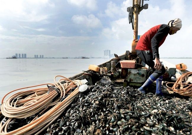 Dampak Reklamasi Terhadap Perairan Dan Biota Laut Indonesia Geografi